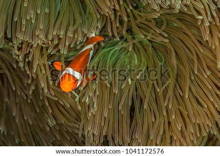 free photos tomato clownfish