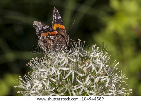 American Painted Lady or American Lady (Vanessa virginiensis) butterfly