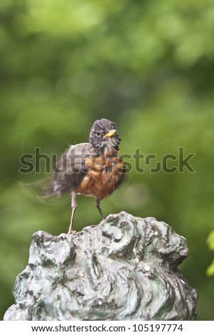 North American Robin (Turdus migratorius) perched and shaking itself off after bath