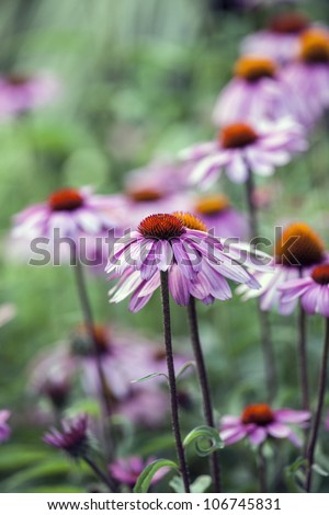 Echinacea is a genus of herbaceous flowering plants in the daisy family, Asteraceae. The nine species it contains are commonly called purple coneflowers in Central Park, New Yortk City