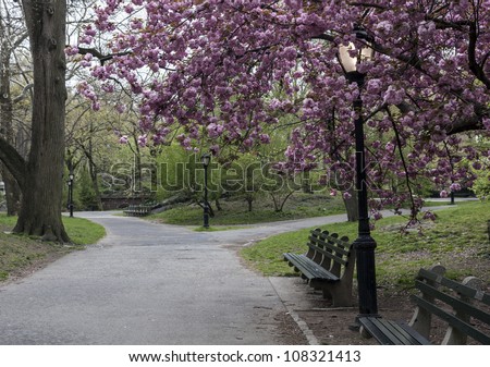 Central Park, New York City Prunus serrulata \'Kanzan\' - Japanese Flowering Cherry