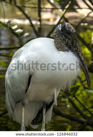 Wood Stork (Mycteria americana) resting wading  bird in South Florida