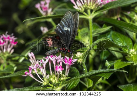 Common Rose longwing butterfly is a mainly day-flying insect of the order Lepidoptera