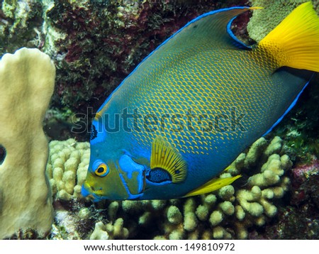 queen angelfish (Holacanthus ciliaris) is an angelfish commonly found near reefs in the warmer sections of the western Atlantic Ocean