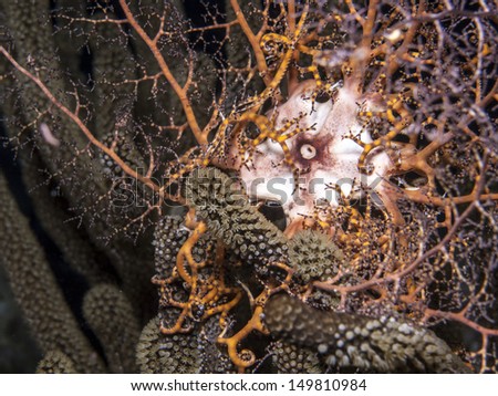 Basket stars are a group of brittle stars. They are treated as a suborder Euryalina[1] or order Euryalida.extended at night
