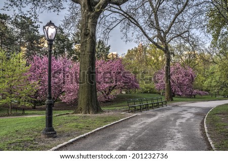 Spring in Central Park in Central Park, New York City with cherry trees