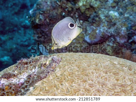 Four-eyed Butterflyfish (Chaetodon capistratus) is a butterflyfish (family Chaetodontidae). It is alternatively called the Foureye Butterflyfish