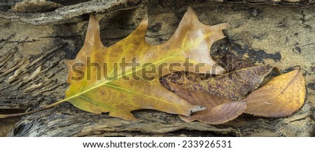 autumn leaves in forest in Central Park New York City