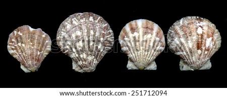 Bivalves are often the most common seashells that wash up on large sandy beaches or in sheltered lagoons.