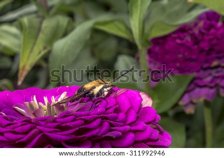 hummingbird hawk-moth,Macroglossum stellatarum is a species of Sphingidae