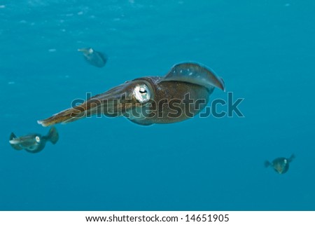 inshore arrow squid near water surface