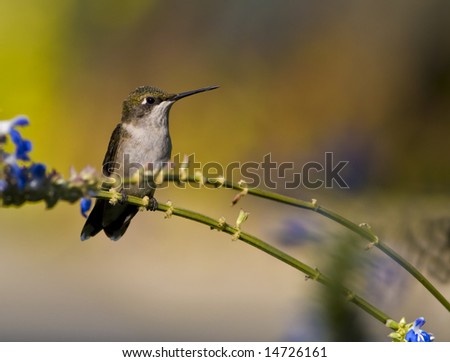 Female Ruby-throated hummingbird