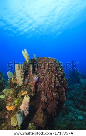 Giant Barrel Sponge(xestospongia muta) filter feeding on coral reef