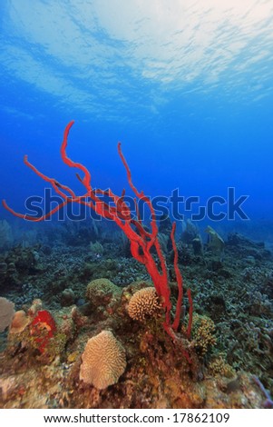 Coral reef scene on the reefs off the island of Roatan in Honduras