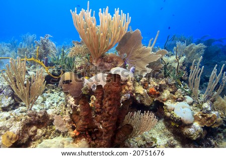 Coral reef scene on the reefs off the island of Roatan in Honduras