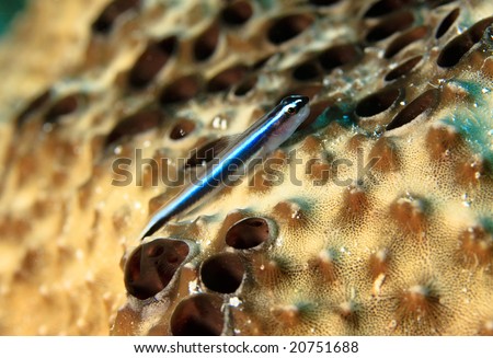 Neon goby Gobiosoma oceanops)resting on sponge