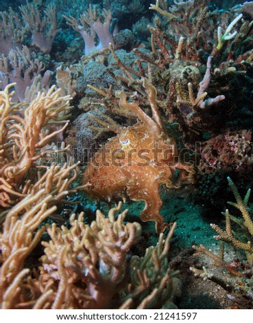 Reef cuttlefish camouflage against the coral reef trying to escape from diver