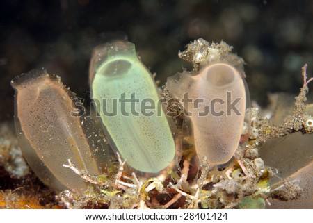 small tunicates adorn the reef filtering the ocean water