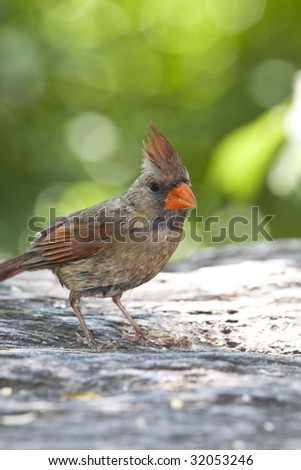 Northern Cardinal (Cardinalis Cardinalis) female bird feeding in Central Park, New York
