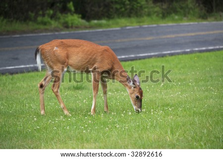 white-tailed deer (Odocoileus virginianus) feeding along the side of the road in a meadow in June in Upper New York State