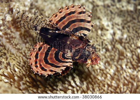 Zebra Lionfish (Dendrochirus zebra) hovering over anemone