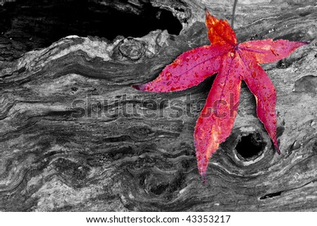 Autumn leaves on the forest floor in Central Park in Autumn on log