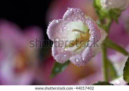 Canterbury Bell Campanula medium flower in studio with background