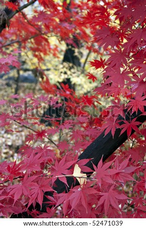Fall foliage of Japanese maple tree in Central Park