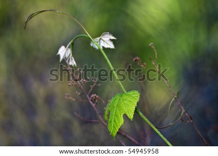 Spring vine leaves with morning dew on the edges in forest