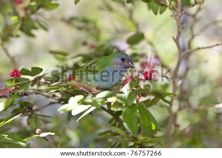 Forbes Parrot Finch  feeding on bottle brush tree flowers