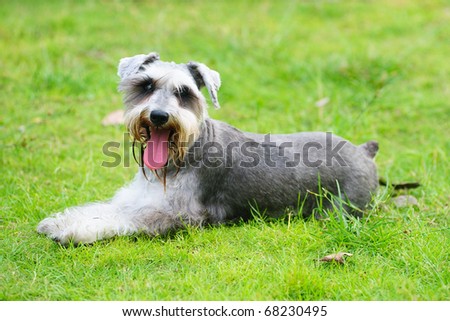 A miniature schnauzer dog lying on the lawn