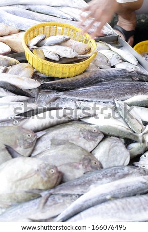 close up bluefine tuna fish in the fresh market