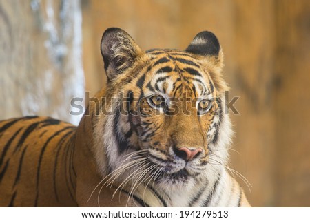 Bengal Tiger ,face of animal in the natural