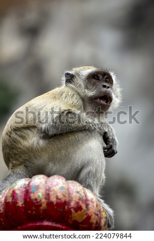 Monkey look forward in national park ,Malaysia.
