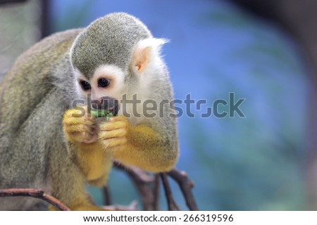 Squirrel monkey eat food in the forest