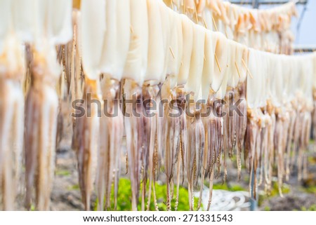 Squid ,Raw material dried for process to do food dry.