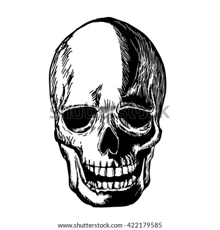 Skull Sketch Drawing Line With Drawing Freehand Stock Vector