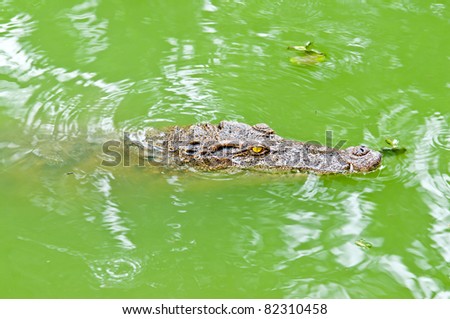 crocodile in the river waiting to attack victim