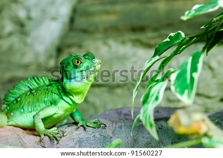 Green Lizard Green Lizard finding food