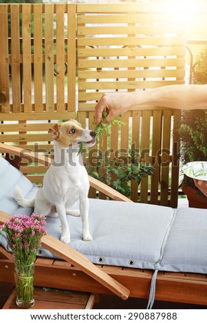 Vegetarian dog, jack Russel terrier eating salad  on terrace
