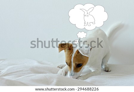 Jack Russell terrier looking for a rabbit