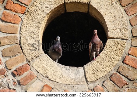 Two pigeons on window . Love concept