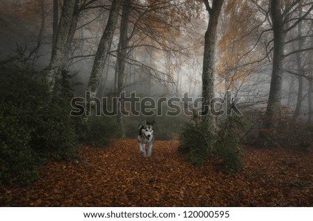 Dog in the forest in a very dark fog