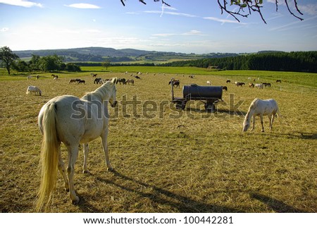 Landscape with horses - Landscape with a bunch of horses on pastureland around a drinking trough in summer.
