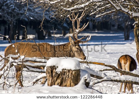 Male And Female Deer - Male and female deer, Cervus elaphus, in wintery woods forage for food closeup.