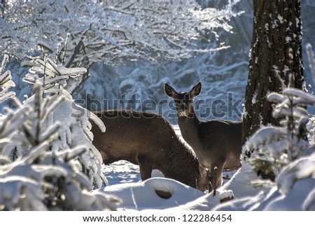 Male And Female Deer - Male and female deer, Cervus elaphus, in wintery woods forage for food closeup.