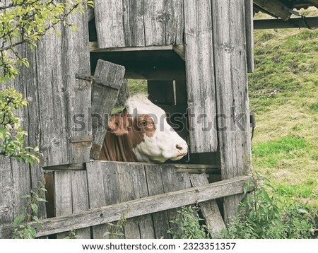 Similar – Image, Stock Photo A dilapidated stable in the mountains