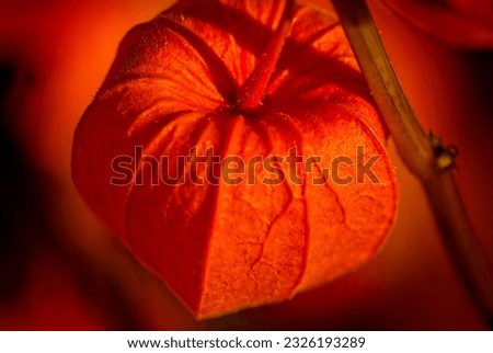 Similar – Foto Bild Physalis | Lampionblume | Herbstschätze | sammeln & dekorieren.