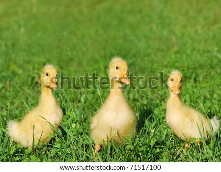 three cute yellow ducks walking on green grass