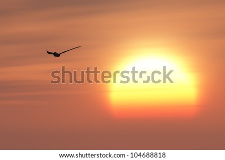 Flying eagle against sunset